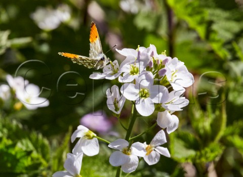 Orange Tip butterfly feeding on Cuckooflower  West End Common Esher Surrey England