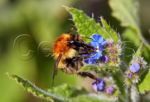 Common Carder Bee Bombus pascuorum on Green Alkanet flower Fairmile Common Esher Surrey England