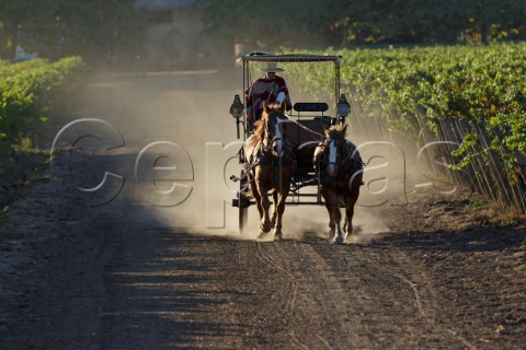 Huaso driving his carriage and horses through vineyard of Viu Manent Colchagua Valley Chile