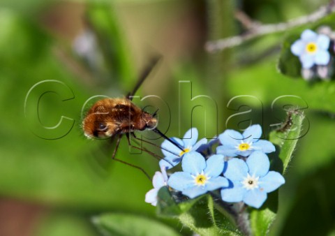 Large Beefly feeding on Forgetmenot flowers West End Common Esher Surrey England