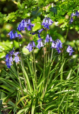 Bluebells flowering Hurst Meadows West Molesey Surrey England
