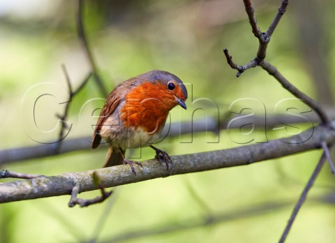 Robin perched on a branch Hurst Meadows West Molesey Surrey England