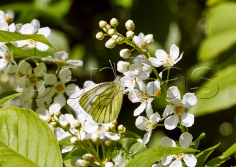 Greenveined White butterfly feeding on Bird Cherry flowers  Hurst Meadows West Molesey Surrey England