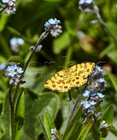 Speckled Yellow moth on ForgetMeNot flowers Fairmile Common Esher Surrey England