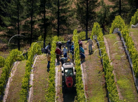 Harvesting Sauvignon Blanc grapes for Greywacke in Yarrum Vineyard Ben Morven Valley Marlborough New Zealand