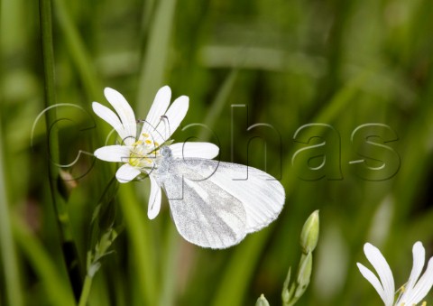 Wood White on Greater Stitchwort flower Oaken Wood Chiddingfold Surrey England