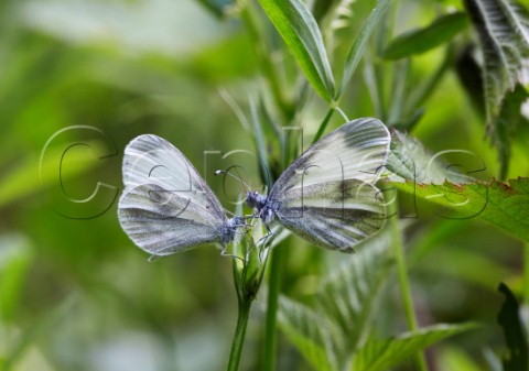 Courtship ritual of Wood White butterflies  male on right Oaken Wood Chiddingfold Surrey England