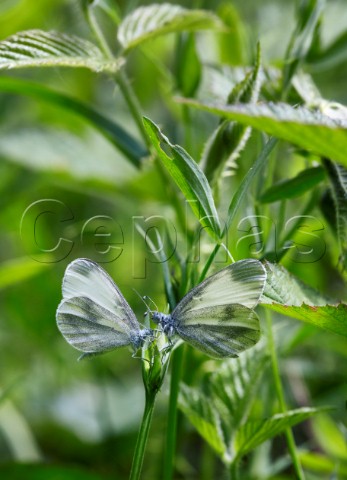 Courtship ritual of Wood White butterflies  male on right Oaken Wood Chiddingfold Surrey England