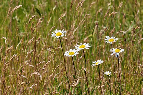 Oxeye Daisies amidst the grasses Hurst Meadows West Molesey Surrey England