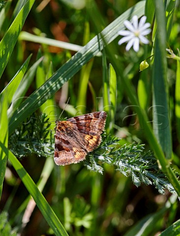 Burnet Companion moth and Lesser Stitchwort flower Hurst Meadows West Molesey Surrey England