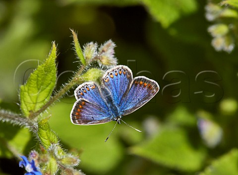 Common Blue female blue variation on Green Alkanet Fairmile Common Esher Surrey England