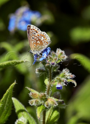 Common Blue female nectaring on Green Alkanet Fairmile Common Esher Surrey England
