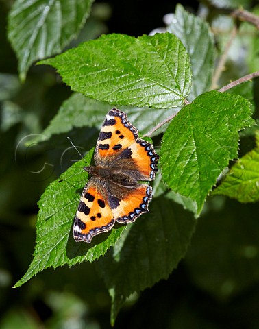Small Tortoiseshell perched on a leaf Bookham Common Surrey England
