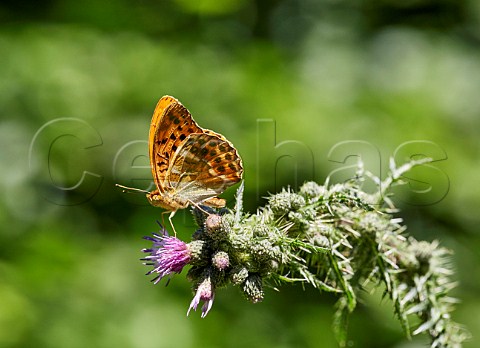 Silverwashed Fritillary perched on marsh thistle flowers Bookham Common Surrey England