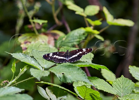 White Admiral perched on bramble leaf Bookham Common Surrey England