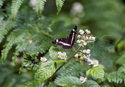 White Admiral perched on bramble flowers Bookham Common Surrey England