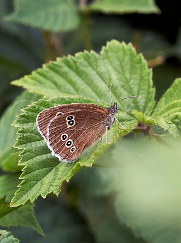 Ringlet butterfly perched on a leaf Fairmile Common Esher Surrey England