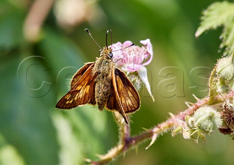 Large Skipper female nectaring on bramble flowers Arbrook Common Claygate Surrey England