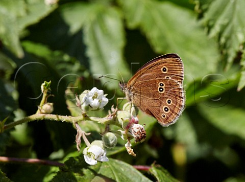 Ringlet on bramble flowers Arbrook Common Claygate Surrey England