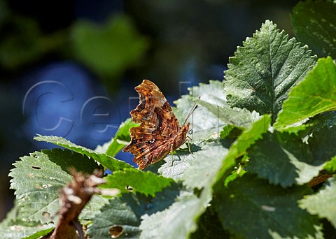 Comma butterfly perched on an Elm leaf Arbrook Common Claygate Surrey England