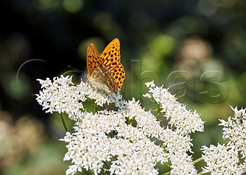 Silverwashed Fritillary male nectaring on Hogweed flowers Arbrook Common Claygate Surrey England