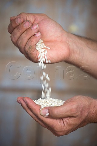 Handful of Carnaroli rice Vercelli Piedmont Italy