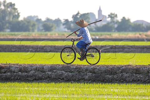 Cycling between the rice fields Vercelli Piedmont Italy