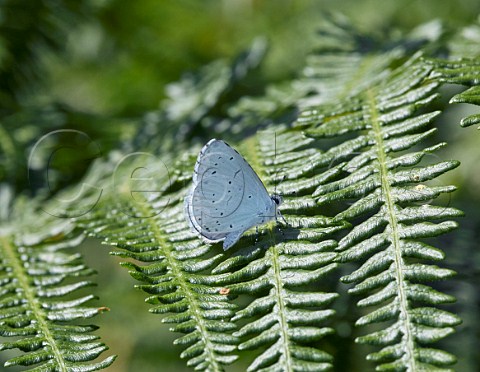 Holly Blue perched on Bracken Arbrook Common Claygate Surrey England