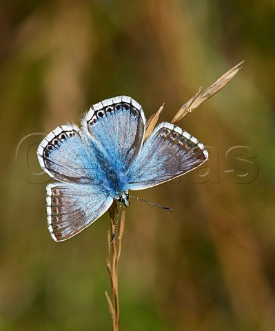 Chalkhill Blue perched on grass Denbies Hillside Ranmore Common Surrey England