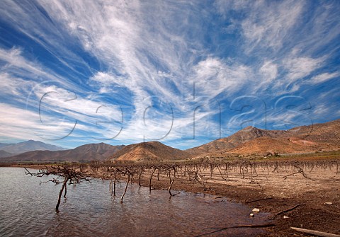 Old Syrah vineyard revealed after level of reservoir has dropped due to climate change Elqui Valley Chile