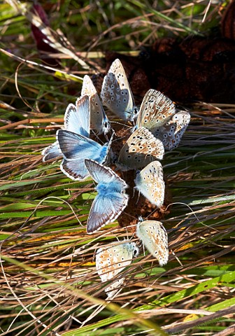 Chalkhill Blue males taking minerals from dog poo Denbies Hillside Ranmore Common Surrey England