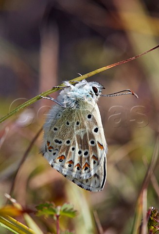 Chalkhill Blue male which has recently emerged and still drying its wings Denbies Hillside Ranmore Common Surrey England