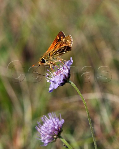 Silverspotted Skipper male nectaring on scabious Denbies Hillside Ranmore Common Surrey England