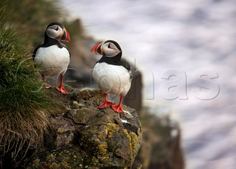 Puffins on cliff at Borgarfjordur on the east coast of Iceland