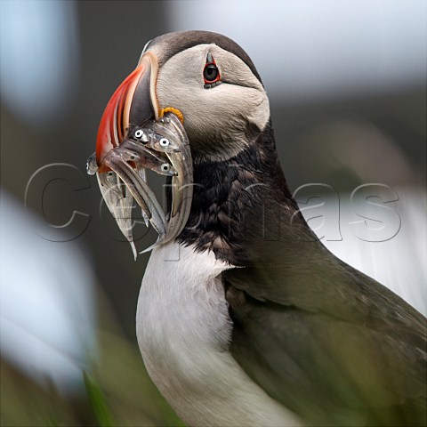 Puffin with sand eels in beak on cliff at Borgarfjordur on the east coast of Iceland