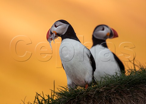 Puffins one with sand eels in beak on cliff at Borgarfjordur on the east coast of Iceland