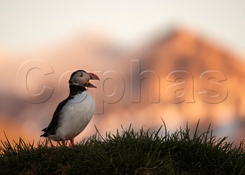 Puffin on cliff at Borgarfjordur on the east coast of Iceland
