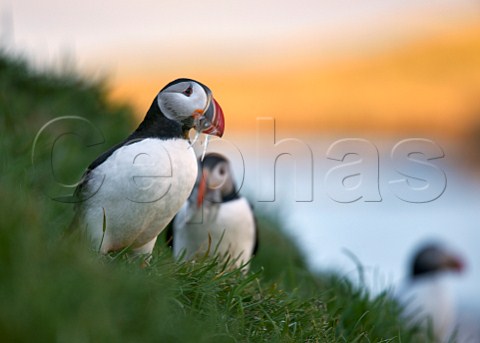 Puffins with sand eels in beaks on cliff at Borgarfjordur on the east coast of Iceland