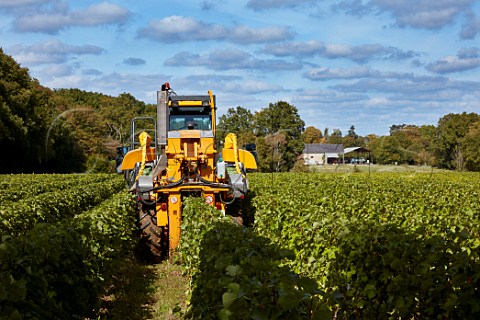 Machine harvesting Sauvignon Blanc grapes in vineyard of Philippe Portier Brinay Cher France  Quincy