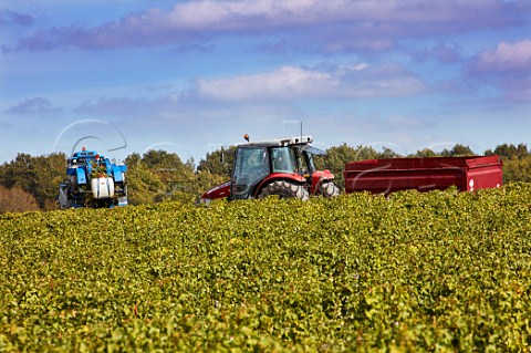 Machine harvesting Sauvignon Blanc grapes in vineyard at Quincy Cher France  Quincy
