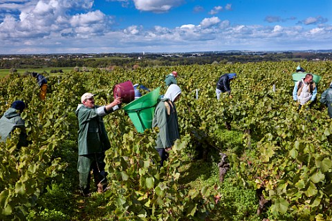 Picking Melon de Bourgogne grapes in La Butte de la Roche vineyard of Domaine LuneauPapin HauteGoulaine LoireAtlantique France Muscadet de SvreetMaine