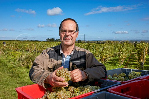 JeanPierre Chevallier with harvested Chenin Blanc grapes in vineyard Chteau de Villeneuve SouzayChampigny MaineetLoire France  Saumur