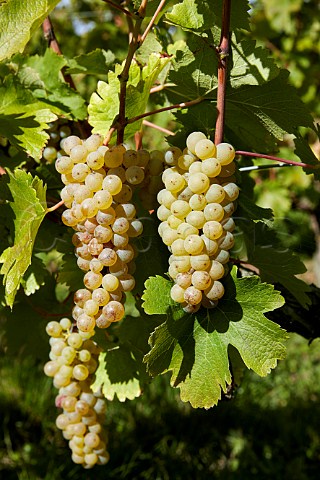 Chenin Blanc grapes in vineyard Chteau de Villeneuve SouzayChampigny MaineetLoire France  Saumur