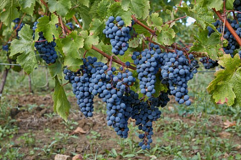 Cabernet Franc grapes in vineyard of Chteau de Villeneuve SouzayChampigny MaineetLoire France  SaumurChampigny