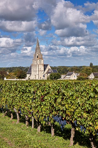 Cabernet Franc vineyard of Chteau de Villeneuve and the church of SouzayChampigny MaineetLoire France  SaumurChampigny