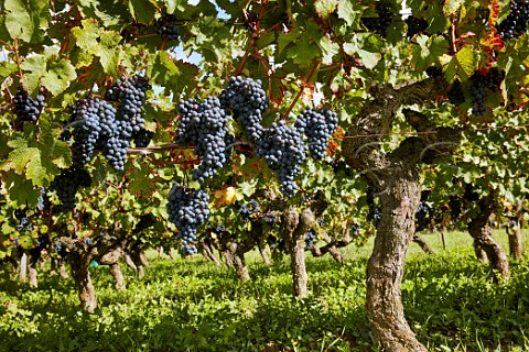 Cabernet Franc grapes in old vineyard of Chteau de Villeneuve SouzayChampigny MaineetLoire France  SaumurChampigny