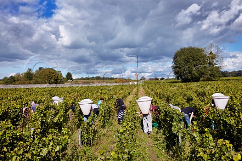 Picking Chenin Blanc grapes in Clos de Mosny vineyard of Domaine de la Taille aux Loups Husseau IndreetLoire France MontlouissurLoire
