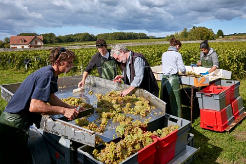 Jacky Blot and his workers with Chenin Blanc grapes on the sorting tables in his Clos de Mosny vineyard Domaine de la Taille aux Loups Husseau IndreetLoire France MontlouissurLoire
