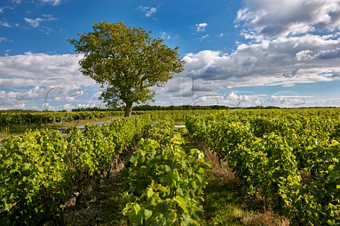 Chenin Blanc vineyards at Husseau IndreetLoire France  MontlouissurLoire