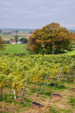 Harvest time in Higher Plot Vineyard of Smith and Evans with the Somerset Levels beyond Langport Somerset England